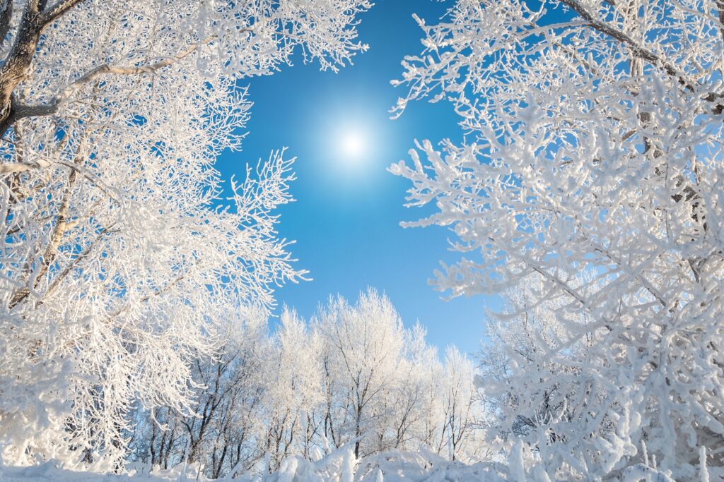 Januari, sol, snöbeklädda trädgrenar